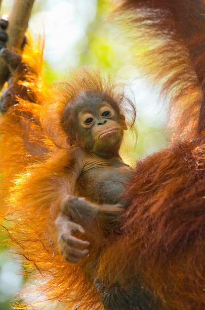 Portret orangutana dziecka. Zbliżenie. Indonezja. Wyspa Kalimantan (Borneo).
