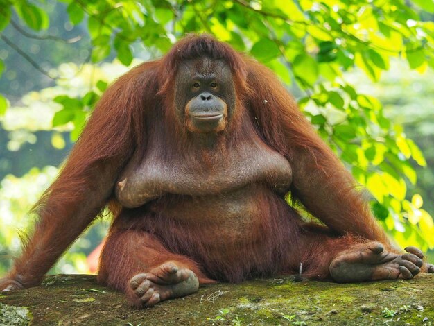 Zdjęcie portret orangutana