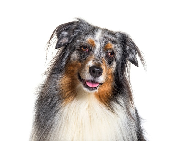 Portret owczarka australijskiego, zdyszany, odizolowany, strzał głową