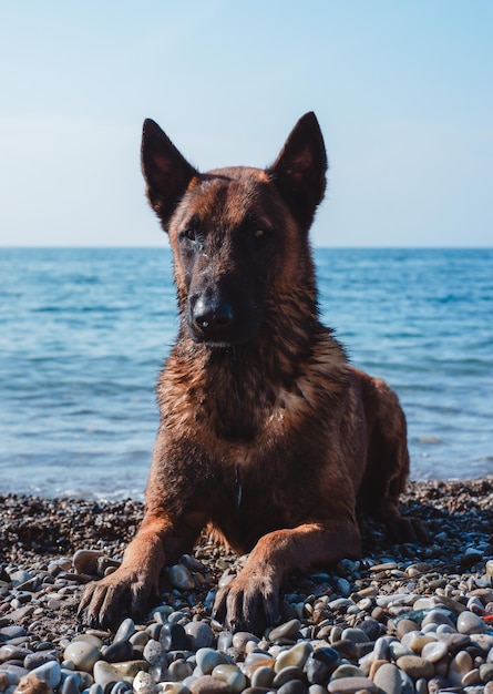 portret owczarka belgijskiego, pysk Malinois, piękny czerwony pies służbowy, pasterz