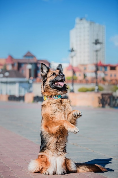 Portret owczarka niemieckiego. Pies na zewnątrz. Rasowy pies.