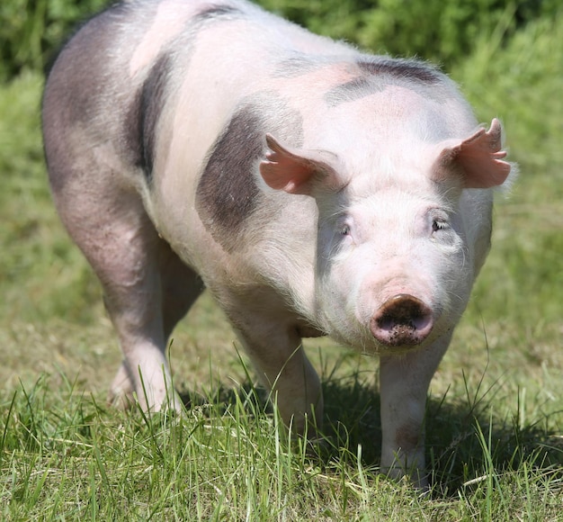 Zdjęcie portret owiec na polu