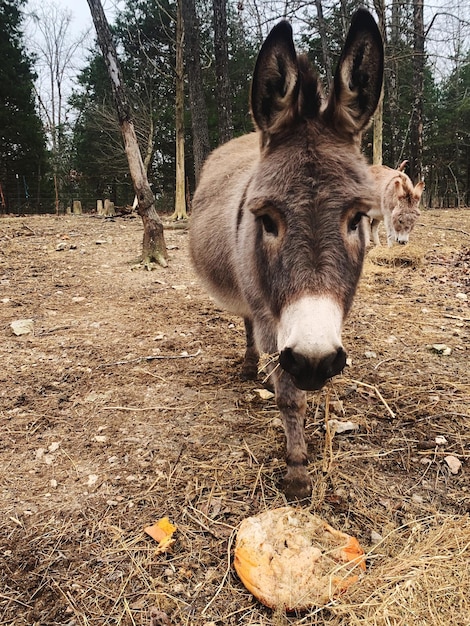 Zdjęcie portret owiec na polu