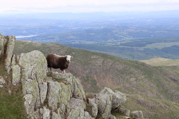 Zdjęcie portret owiec stojących na skale
