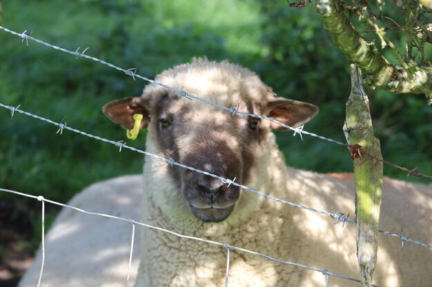 Zdjęcie portret owiec za płotem