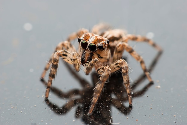 Portret pająka makro