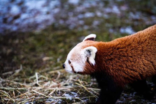 Portret pandy czerwonej Ailurus fulgens