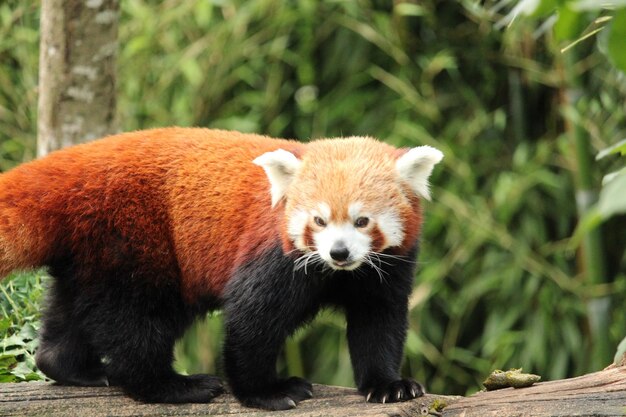 Zdjęcie portret pandy w zoo