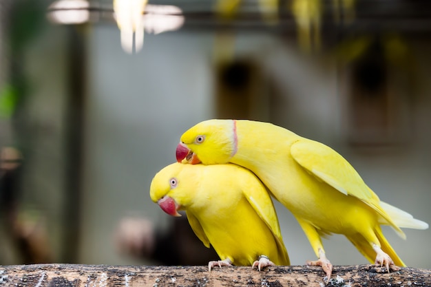 Portret pary róży pierścionku parakeet ptasia pozycja przy gałąź