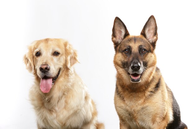 Portret pary wyrazistych psów, owczarka niemieckiego i psa golden retrievera na białym tle