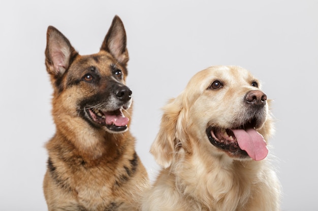 Portret pary wyrazistych psów, owczarka niemieckiego i psa golden retrievera na białym tle