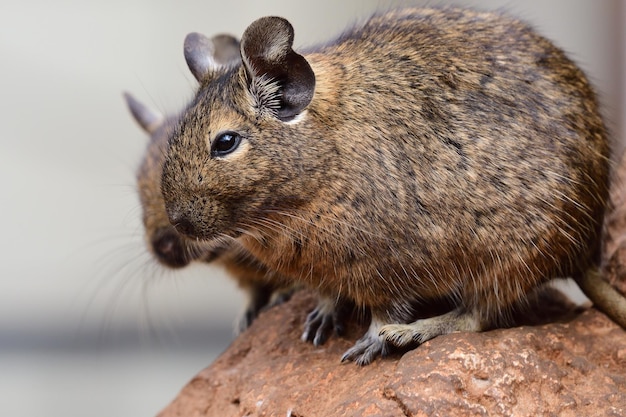 Zdjęcie portret pary zwykłych degu siedzących razem na skale