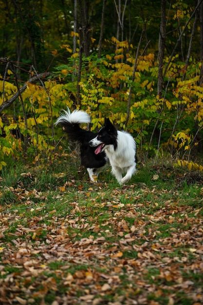 Portret Piękna Border Collie. Młody Pies W Parku, Grając Psa Na Trawie Jesienią, Bea