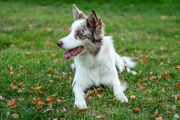 Portret piękna border collie. Młody pies w parku, grając psa na trawie jesienią