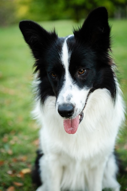 Portret piękna border collie. Młody pies w parku, grając psa na trawie jesienią