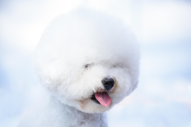 Portret pięknego białego psa rasy Bichon Frise Pies na tle nieba w chmurach spogląda w dal wystając język