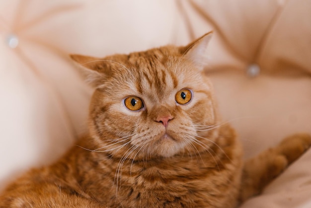 Portret pięknego czerwonego brytyjskiego kota z żółtymi oczami