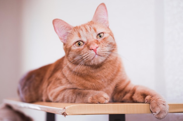 Portret pięknego czerwonego kota z dużymi żółtymi oczami