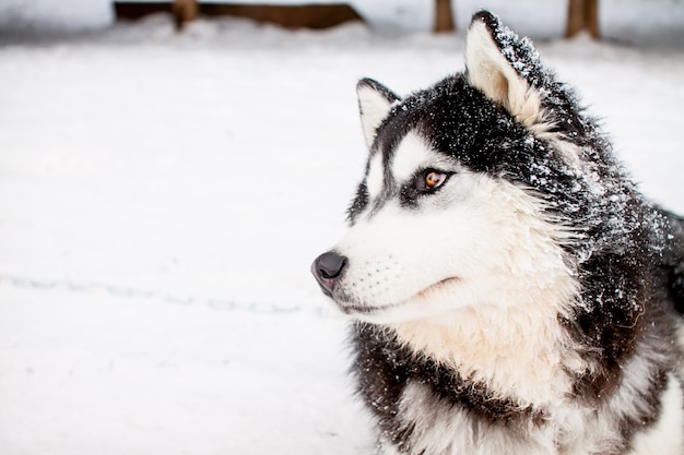 Portret pięknego północnego psa rasy husky.