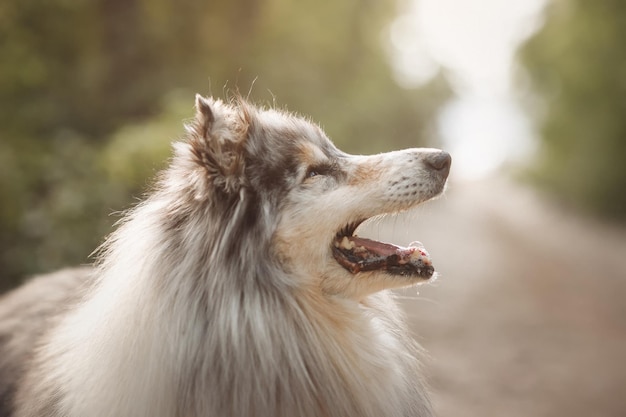 Portret Pięknego Profilu I Zbliżenia Psa Rasy Rough Collie