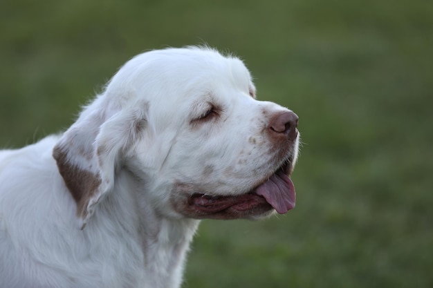 portret pięknego psa clumber spaniel. ścieśniać