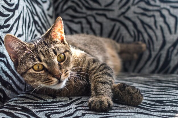 Portret pięknego słodkiego kota zbliżenie na łóżku