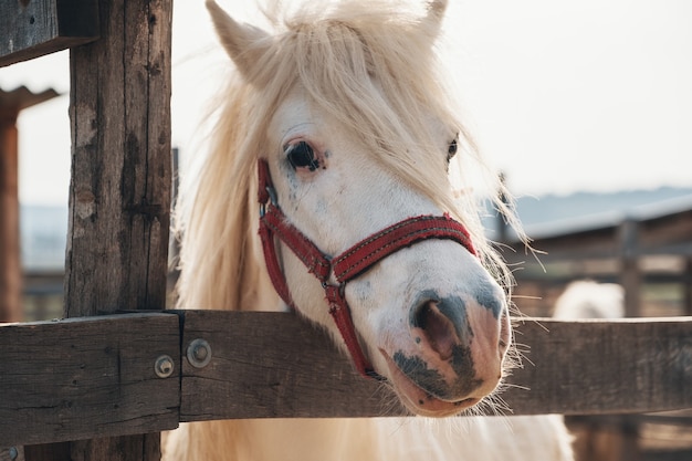 Portret piękny biały koń ładny. Najsłodszy portret białego konia, śliczna buzia
