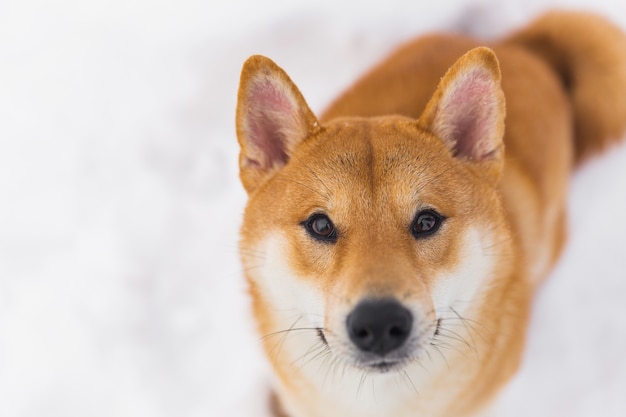 Portret piękny borwn pedigreed pies. Shiba inu chodzi po śnieżnym polu