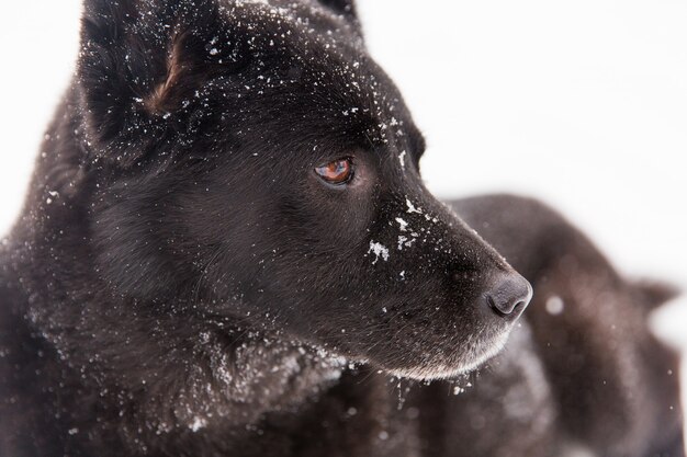 Portret piękny czarnego psa odprowadzenie na śnieżnym polu w zima lesie