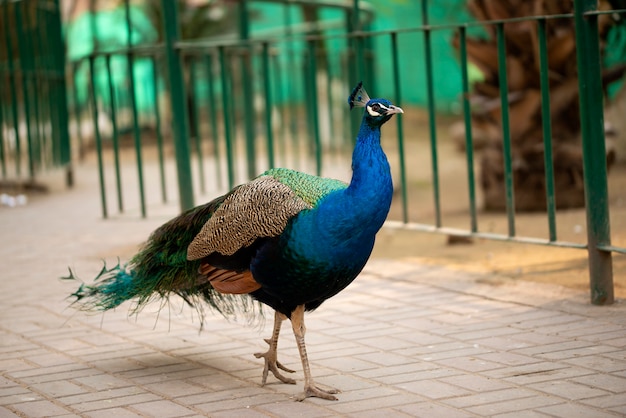 Portret piękny paw z piórami, Paw - paw pozuje dla turystów Islamabad zoo