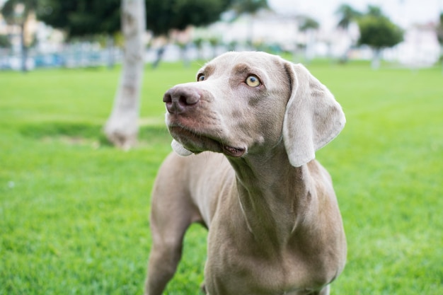 Zdjęcie portret piękny pies rasy weimaraner na białym tle na zielonej trawie