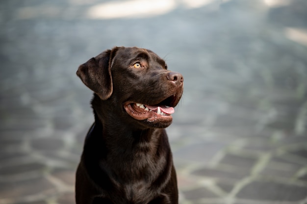Portret piękny rasowy pies. Czekoladowy Labrador Retriever siedzi na ziemi.