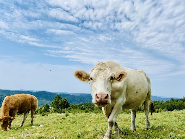Portret pięknych krów wypasanych w wiejskiej wiosce, zbliżenie zielonej łące. Wieś. Słowenia