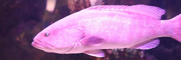 Portret podwodny świat i tło sceny rafy koralowej ładne fioletowe ryby w akwarium oceanarium