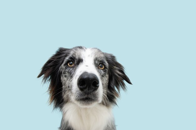 Portret poważny i zły pies rasy border collie. Na białym tle na niebieskiej powierzchni pastelowych.