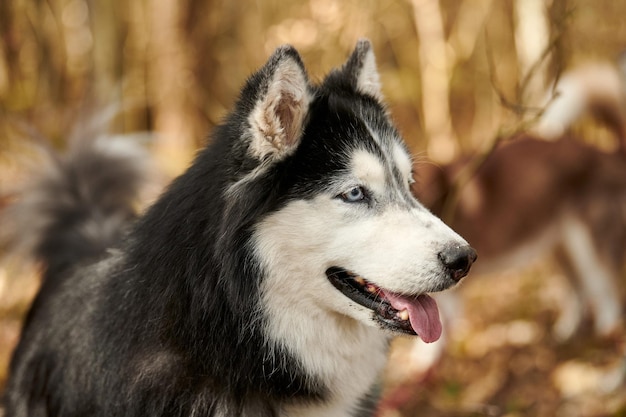 Portret profil psa husky syberyjski z czarno-szarą białą sierścią kolor uroczy pies zaprzęgowy rasy