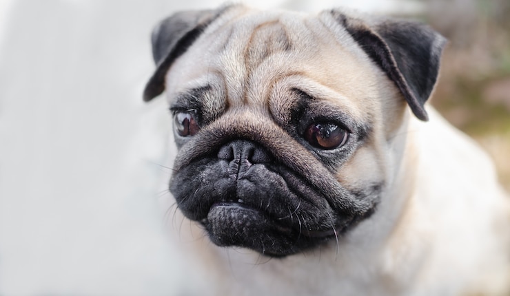 Zdjęcie portret przystojny mężczyzna emocja twarz szczęśliwy pies mops.