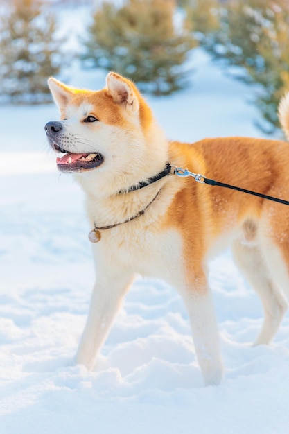 Portret psa Akita Inu w winter park Śnieżna zima w tle Słoneczny dzień