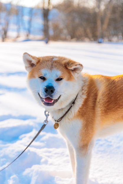 Portret psa Akita Inu w winter park Śnieżna zima w tle Słoneczny dzień