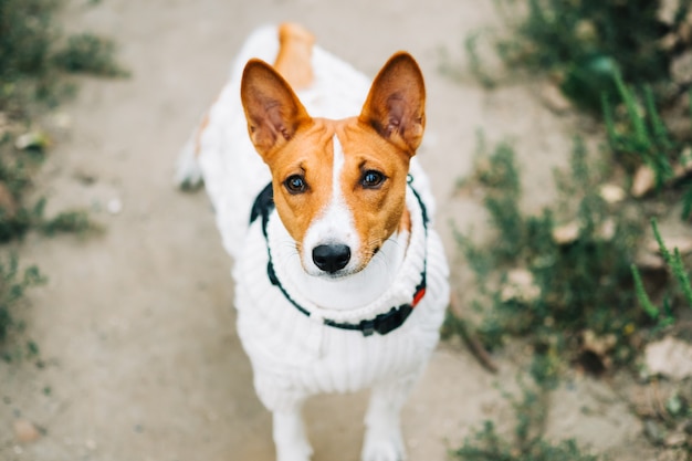 Zdjęcie portret psa basenji patrząc na kamerę podczas spaceru w parku.