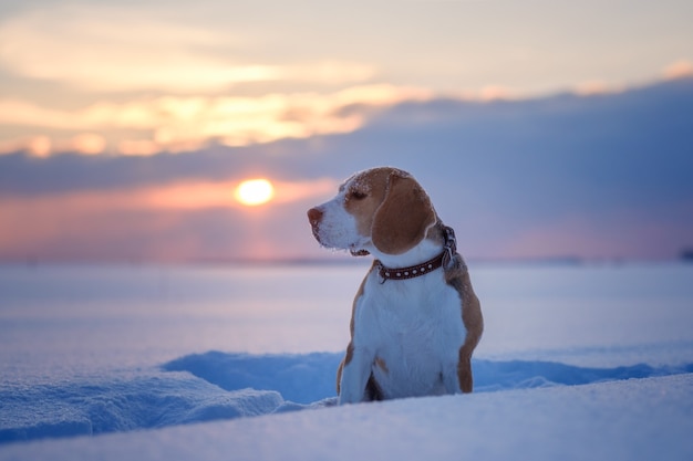 Portret psa Beagle na tle zachodu słońca w zimowy wieczór