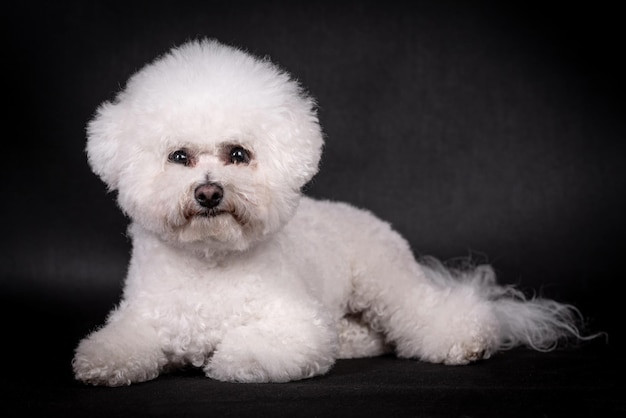 Zdjęcie portret psa bichon frise