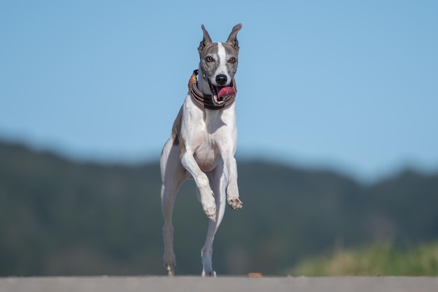 Zdjęcie portret psa biegającego po lądzie
