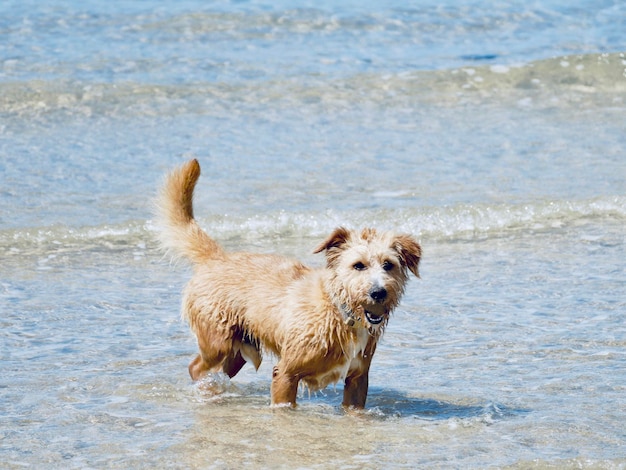 Zdjęcie portret psa biegającego po plaży