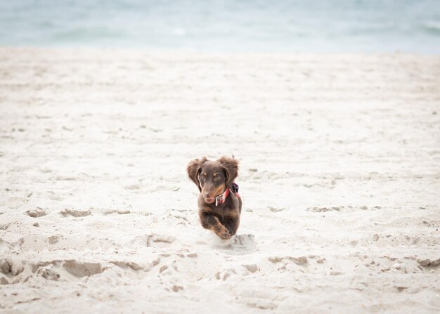 Portret psa biegającego po plaży
