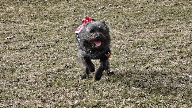Zdjęcie portret psa biegającego po trawie
