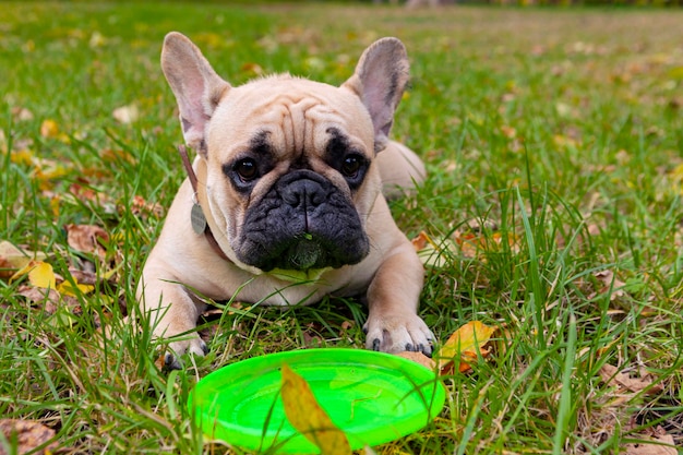 Portret psa Buldog francuski zbliżenie na tle zielonej trawy...
