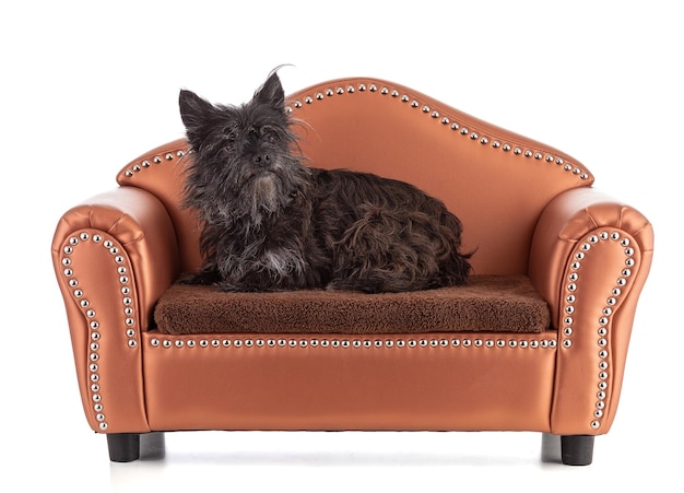 Portret psa Cairn terrier leżącego na kanapie na białym tle