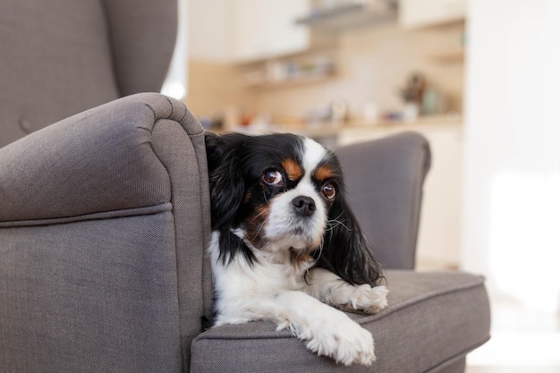 Portret psa cavalier spaniel