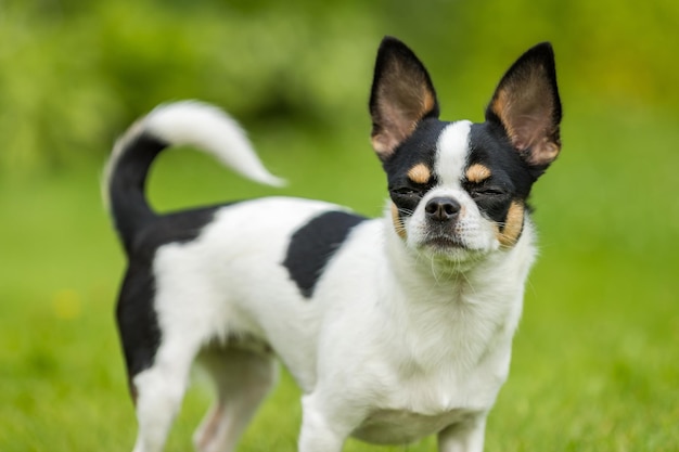 Portret psa chihuahua czarno-biała kolorystyka